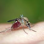 Virus zika – hrozba současného cestování