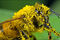 Nejnebezpečnější zvíře Austrálie? Překvapivě včela!